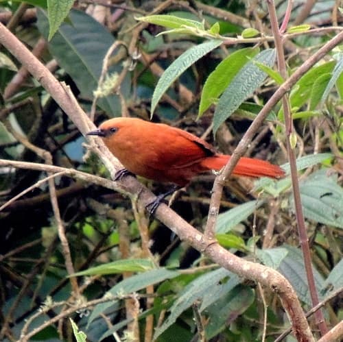 Rufous Wren