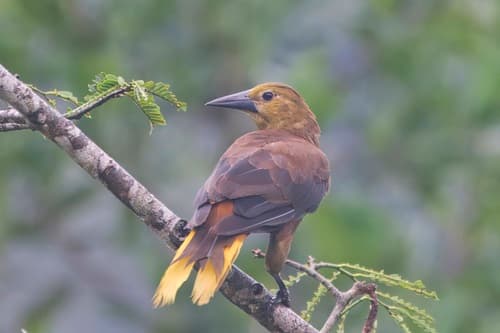 Russet-backed Oropendola