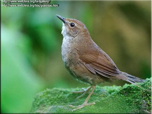 Russet Bush Warbler