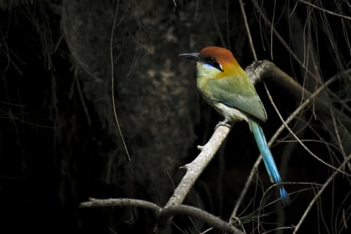Russet-crowned Motmot