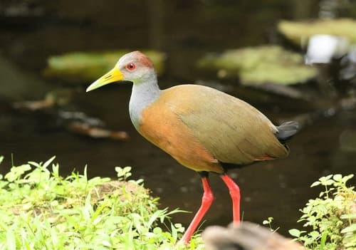 Russet-naped Wood-Rail