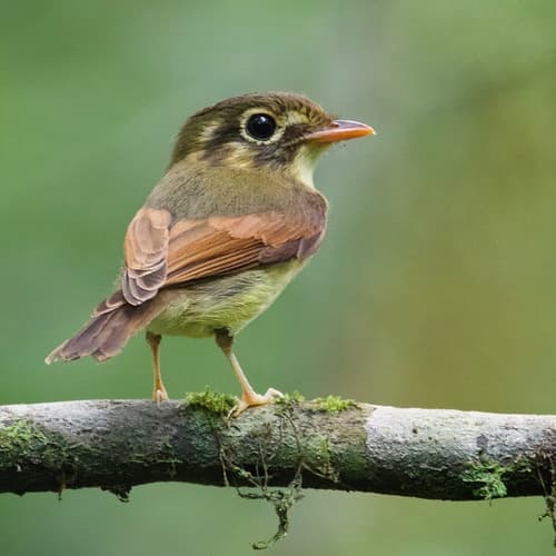 Russet-winged Spadebill