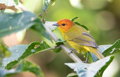 Rust-and-yellow Tanager