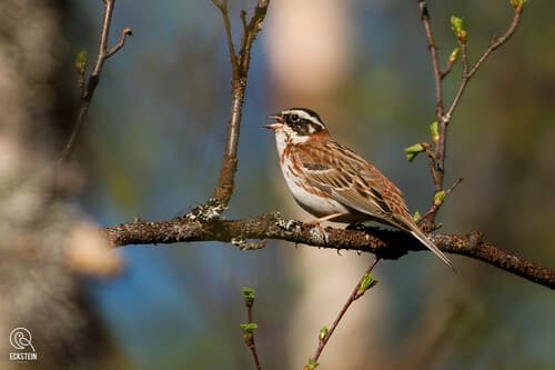 Rustic Bunting