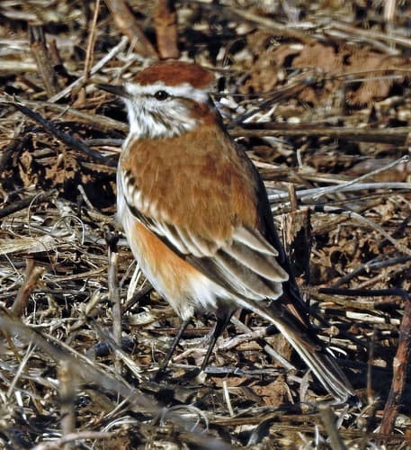 Rusty-backed Monjita