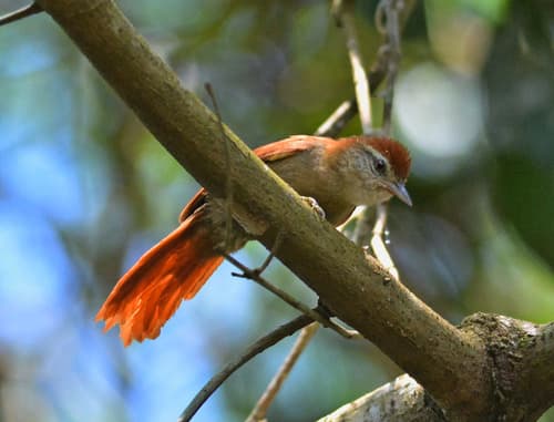 Rusty-backed Spinetail