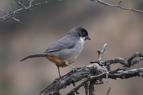 Rusty-bellied Brushfinch