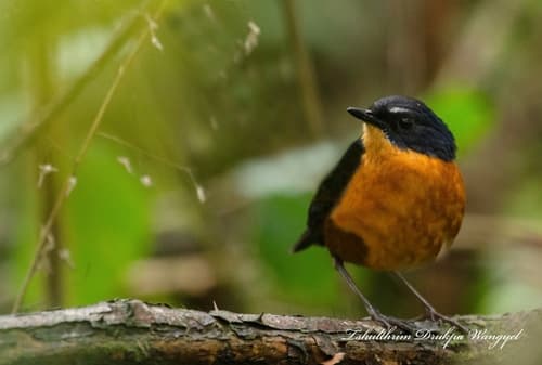 Rusty-bellied Shortwing