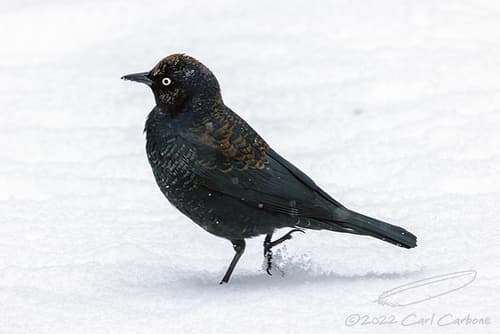 Rusty Blackbird