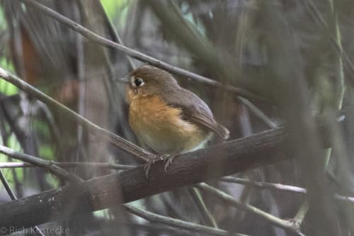 Rusty-breasted Antpitta