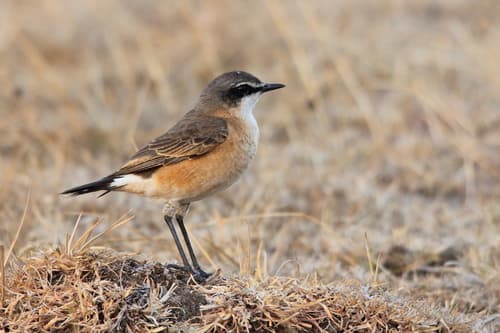 Rusty-breasted Wheatear