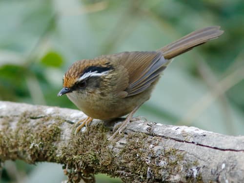 Rusty-capped Fulvetta
