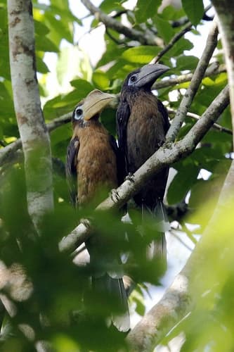 Rusty-cheeked Hornbill