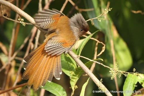 Rusty-fronted Barwing