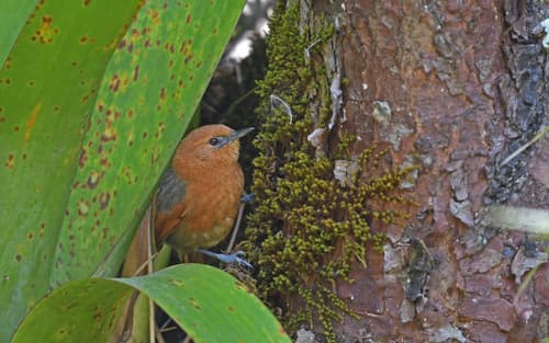 Rusty-headed Spinetail