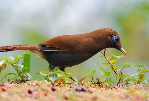 Rusty Laughingthrush