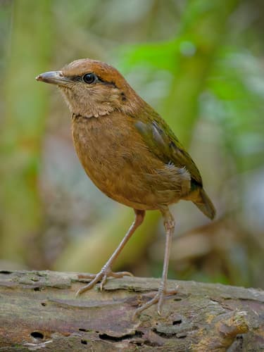 Rusty-naped Pitta