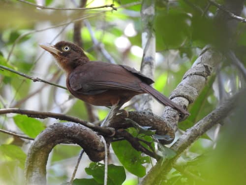 Rusty Pitohui