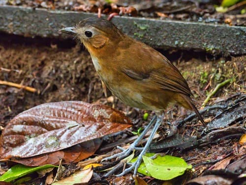 Rusty-tinged Antpitta