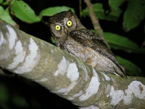 Ryukyu Scops-Owl