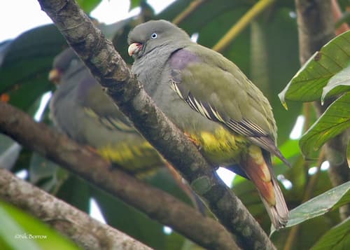 São Tomé Green-Pigeon