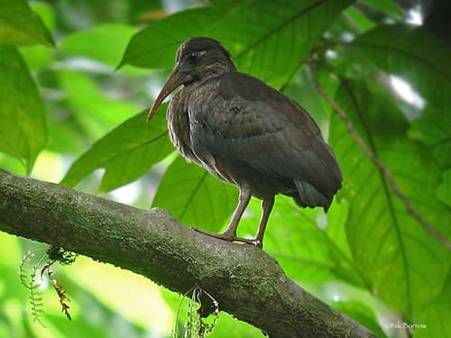 São Tomé Ibis