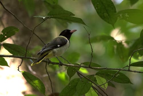 São Tomé Oriole
