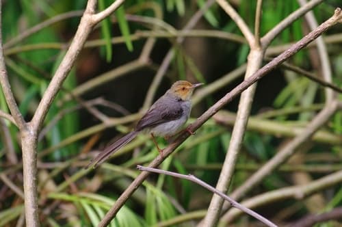 São Tomé Prinia