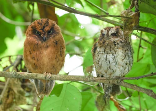 São Tomé Scops-Owl