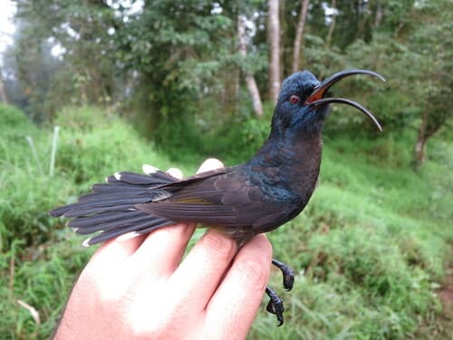São Tomé Sunbird