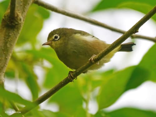 São Tomé White-eye