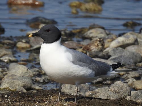 Sabine's Gull