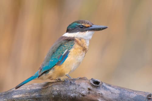 Sacred Kingfisher