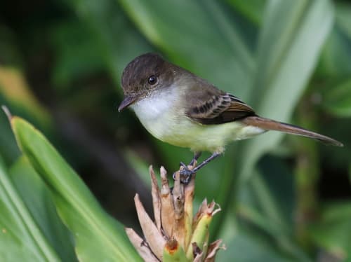 Sad Flycatcher