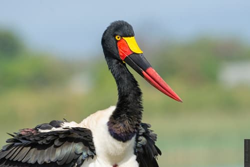 Saddle-billed Stork
