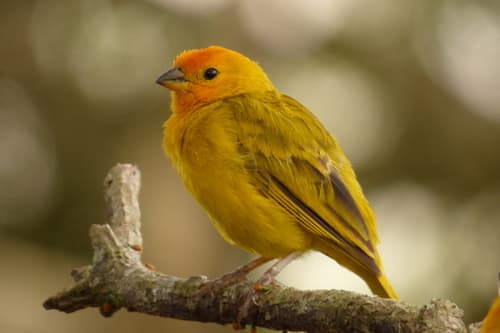 Saffron Finch