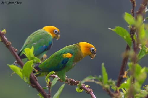 Saffron-headed Parrot