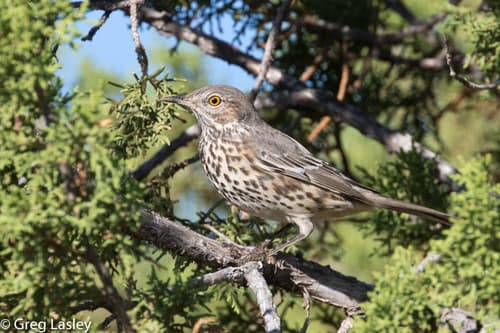 Sage Thrasher