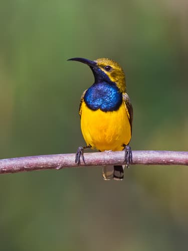 Sahul Sunbird