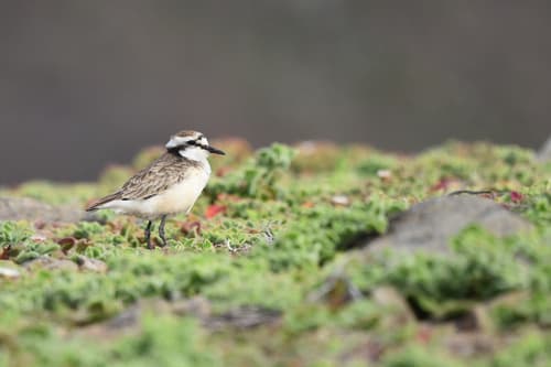 Saint Helena Plover