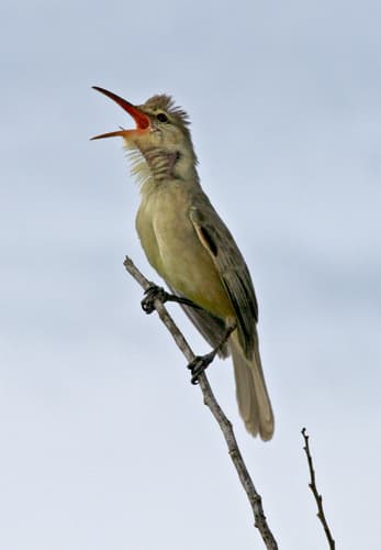Saipan Reed Warbler