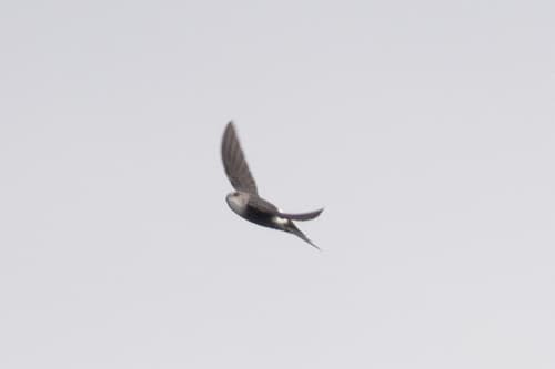 Salim Ali's Swift
