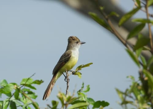 Salvadoran Flycatcher