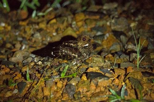Salvadori's Nightjar