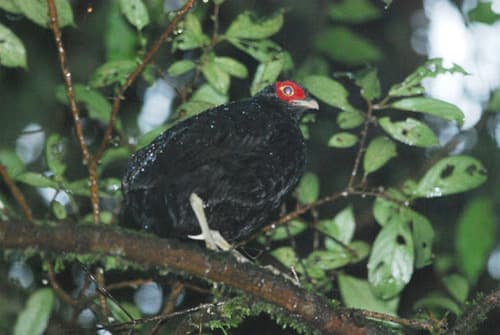 Salvadori's Pheasant