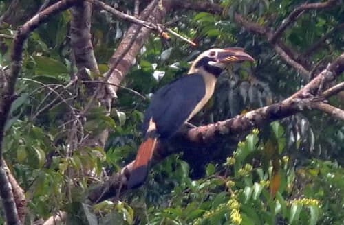 Samar Hornbill