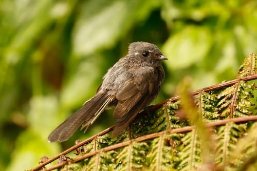 Samoan Fantail