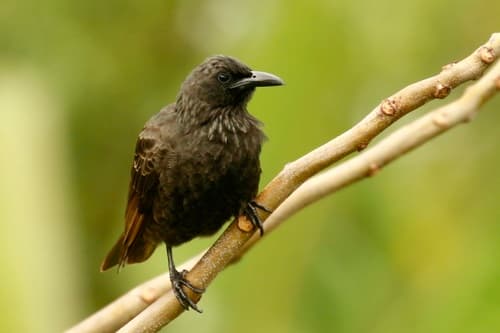 Samoan Starling