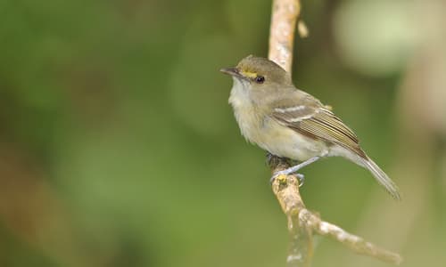 San Andres Vireo