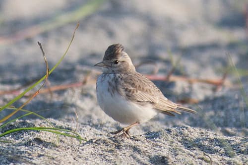 Sand Lark